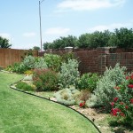 Irrigation-Sage-Rosemary-Grey-Santolina-Knock-Out-Roses.jpg